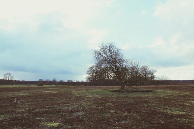 Trees on field against sky