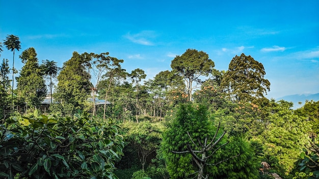 trees on field against sky
