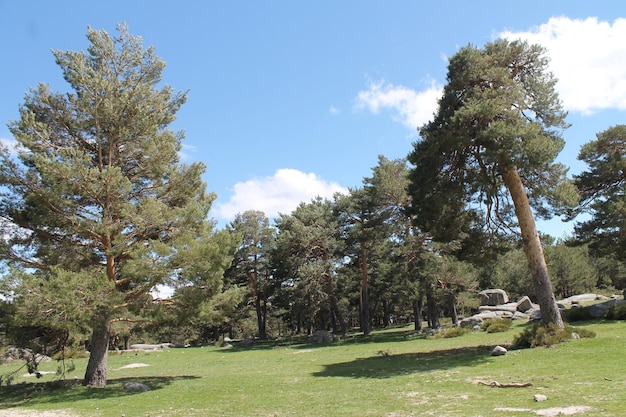 Trees on field against sky