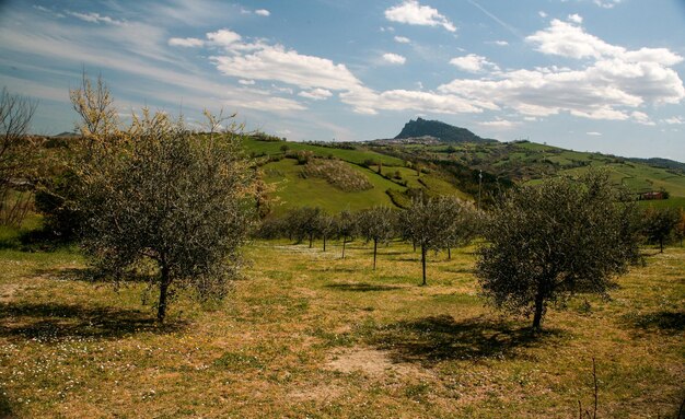 Photo trees on field against sky