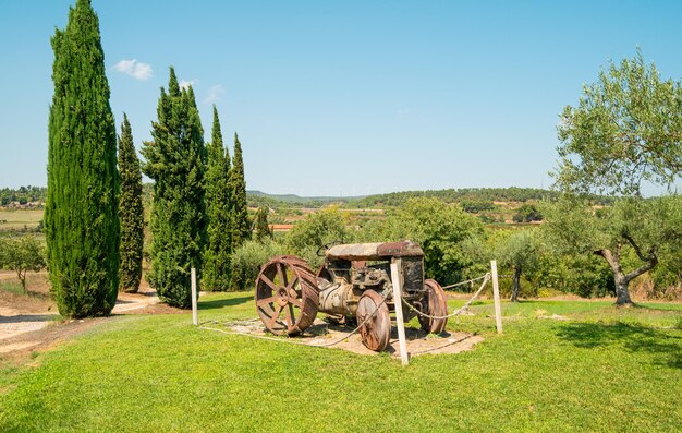 Foto alberi sul campo contro il cielo