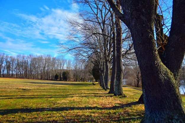 Trees on field against sky