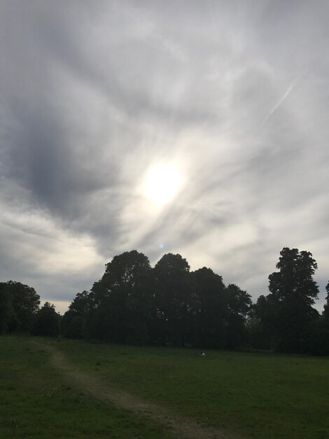 Trees on field against sky