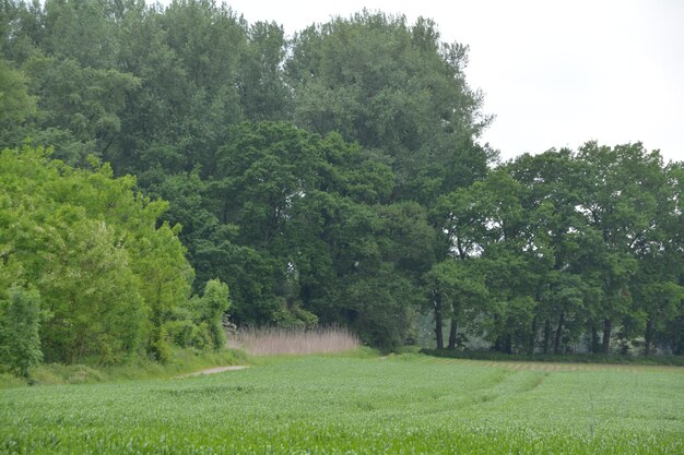 Trees on field against sky