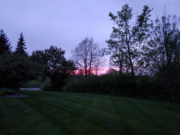 Photo trees on field against sky