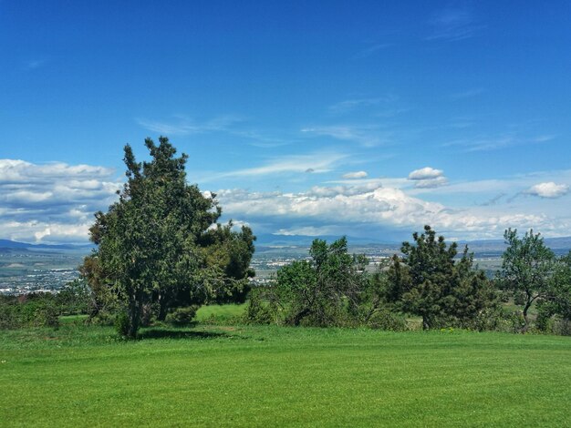 Foto alberi sul campo contro il cielo