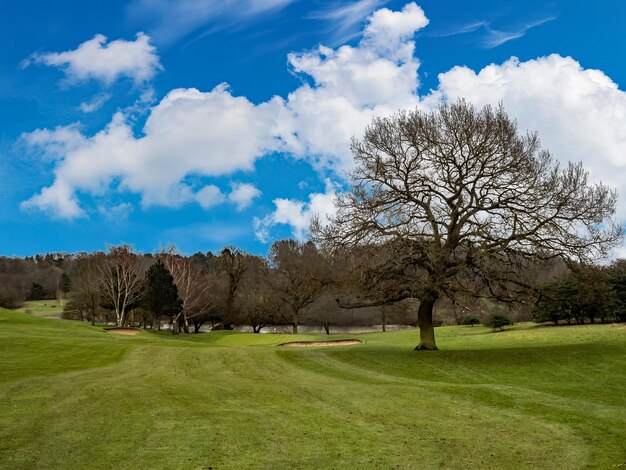 Trees on field against sky