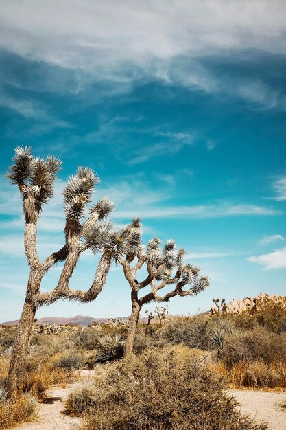 Foto alberi sul campo contro il cielo