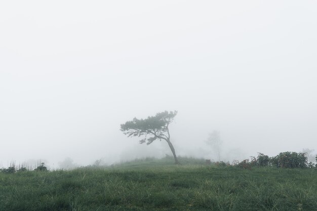 Photo trees on field against sky