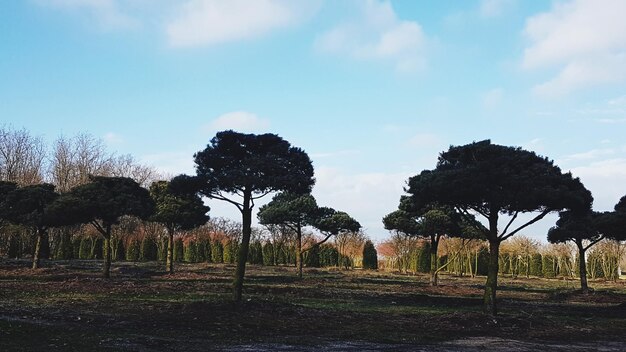 Trees on field against sky