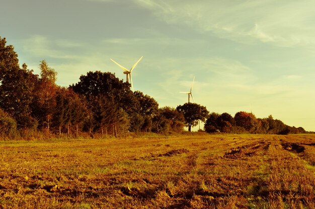 Trees on field against sky