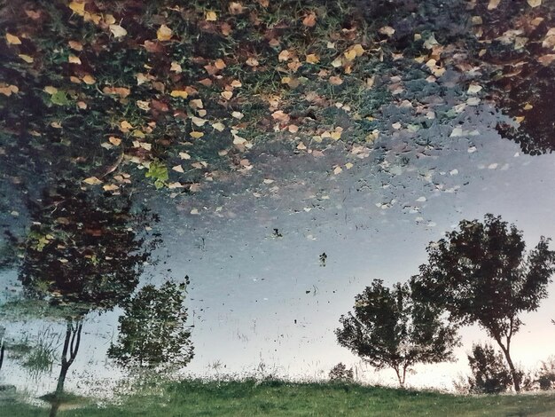 Trees on field against sky