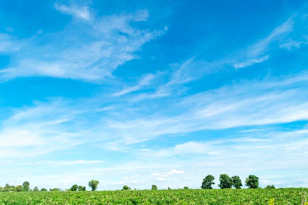 Trees on field against sky