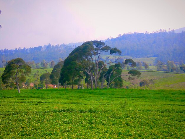 Trees on field against sky