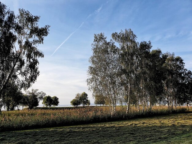 Trees on field against sky