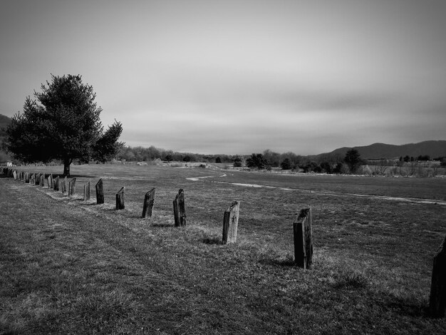 Trees on field against sky