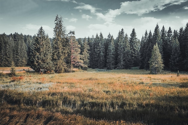 Photo trees on field against sky