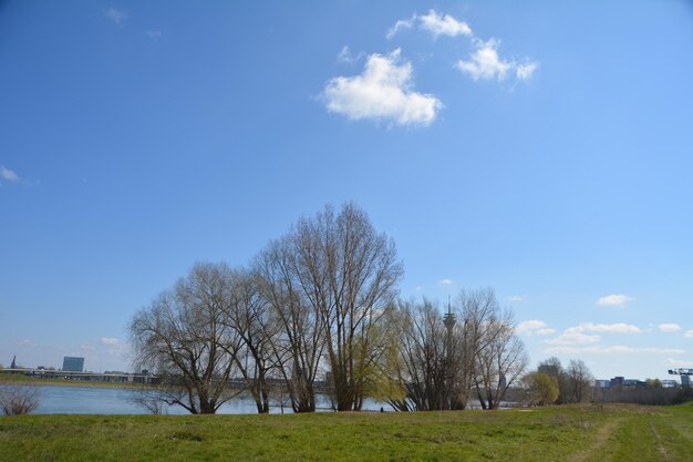 Trees on field against sky