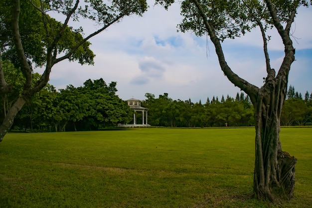 Photo trees on field against sky