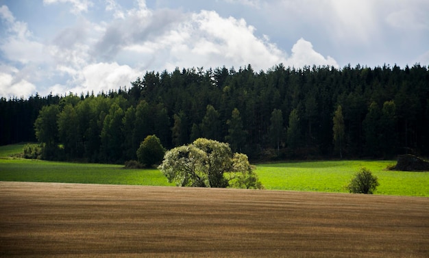 Photo trees on field against sky
