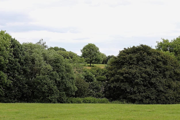 Photo trees on field against sky