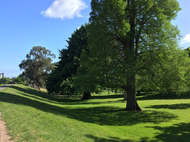 Trees on field against sky