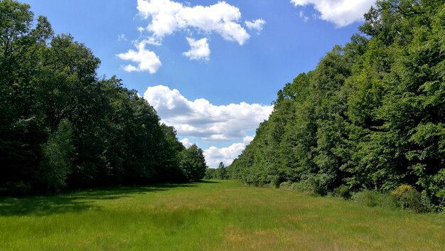 Photo trees on field against sky