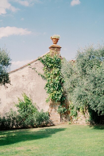 Foto alberi sul campo contro il cielo