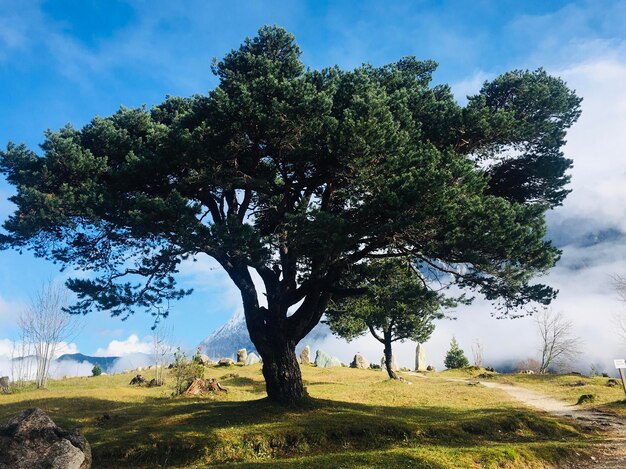 Foto alberi sul campo contro il cielo