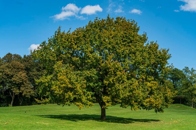 Foto alberi sul campo contro il cielo