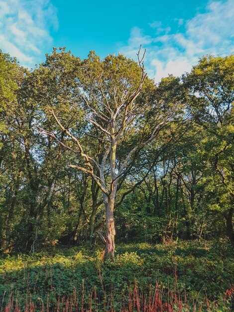 Trees on field against sky