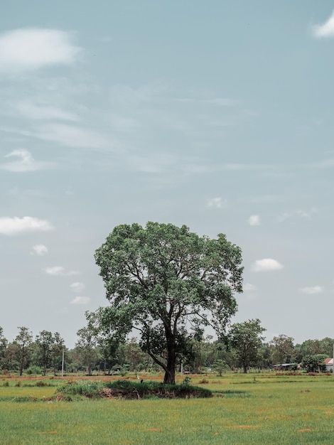 Photo trees on field against sky