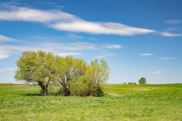 Photo trees on field against sky