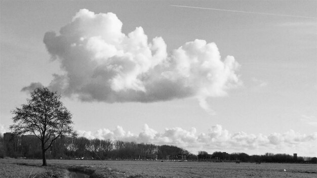 Trees on field against sky