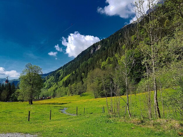 Trees on field against sky