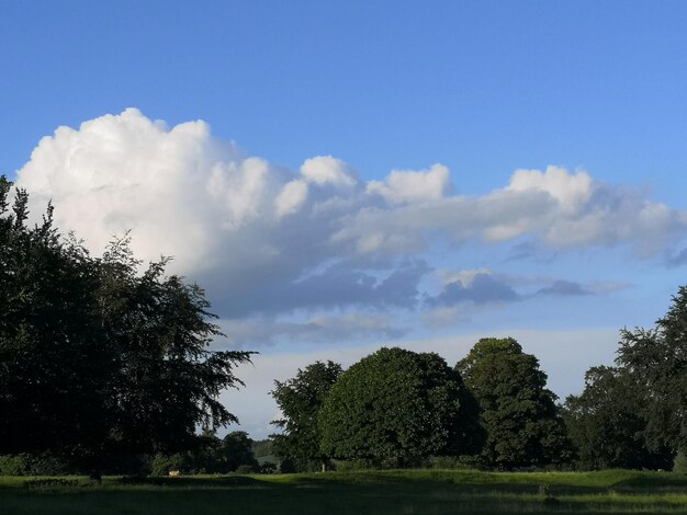 Trees on field against sky