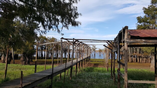 Foto alberi sul campo contro il cielo