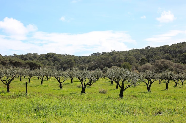 Foto alberi sul campo contro il cielo