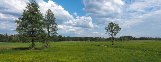 Trees on field against sky