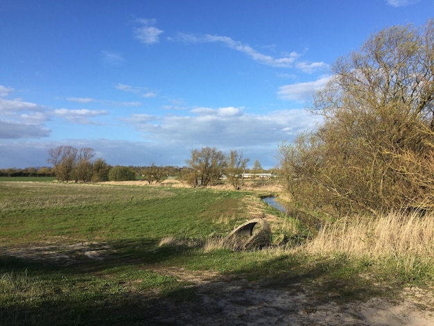 Foto alberi sul campo contro il cielo