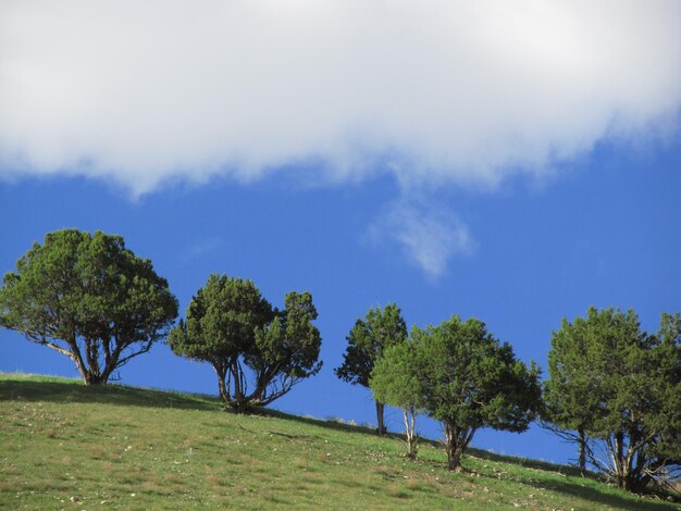 Foto alberi sul campo contro il cielo