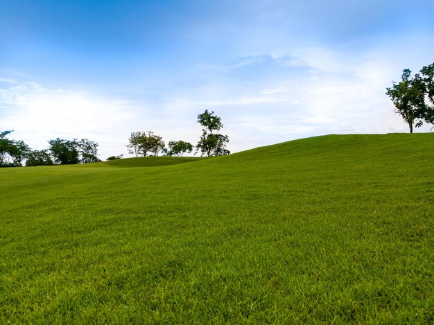 Trees on field against sky