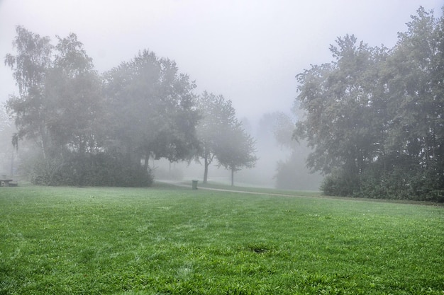 Photo trees on field against sky