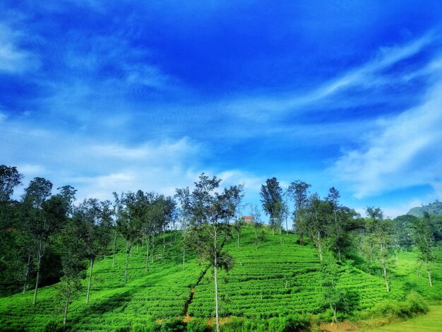 Trees on field against sky