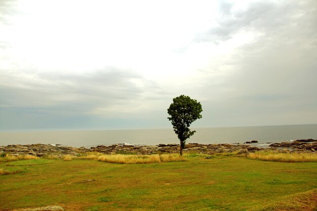 Trees on field against sky