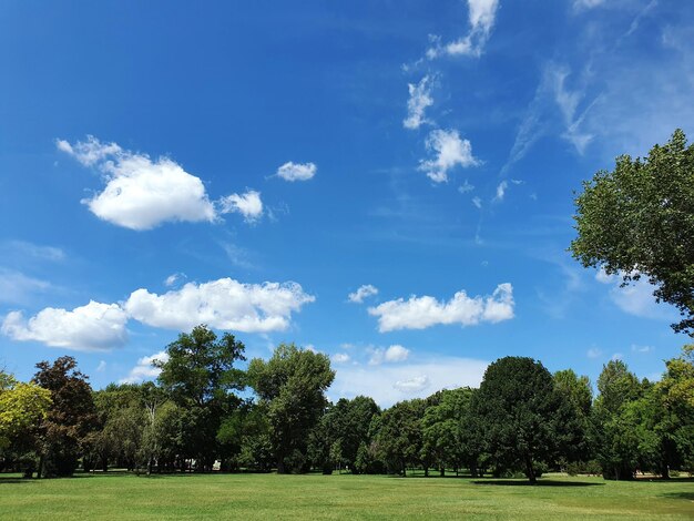 Photo trees on field against sky