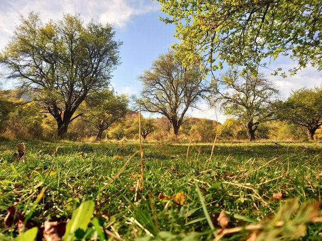 Foto alberi sul campo contro il cielo