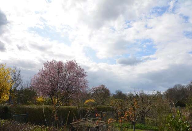 Trees on field against sky