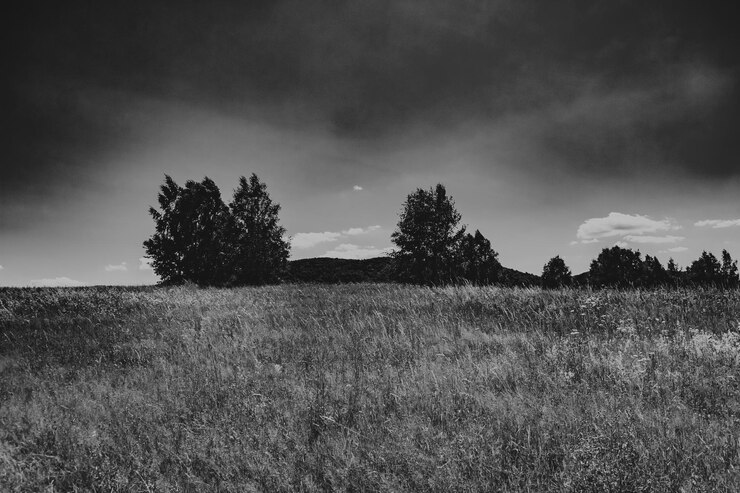Photo trees on field against sky