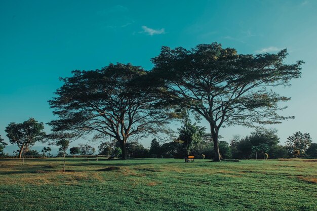 Foto alberi sul campo contro il cielo